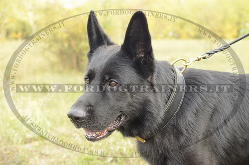 Collare classico in cuoio per Pastore tedesco